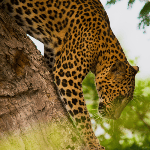 Sri Lanka Big five