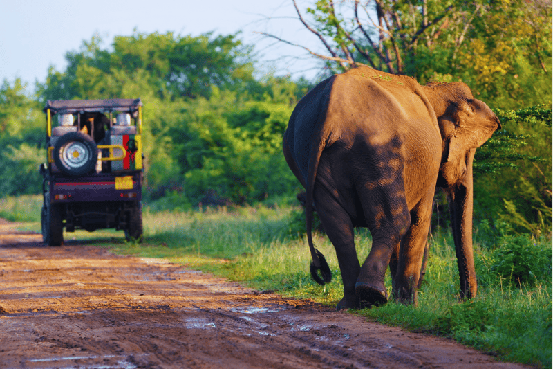 Wild life Safari Ceylon