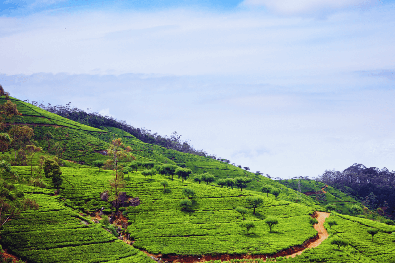 Tea Estates in Hill country Sri Lanka