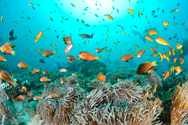 Maldives Anemonefish and Coral Reefs