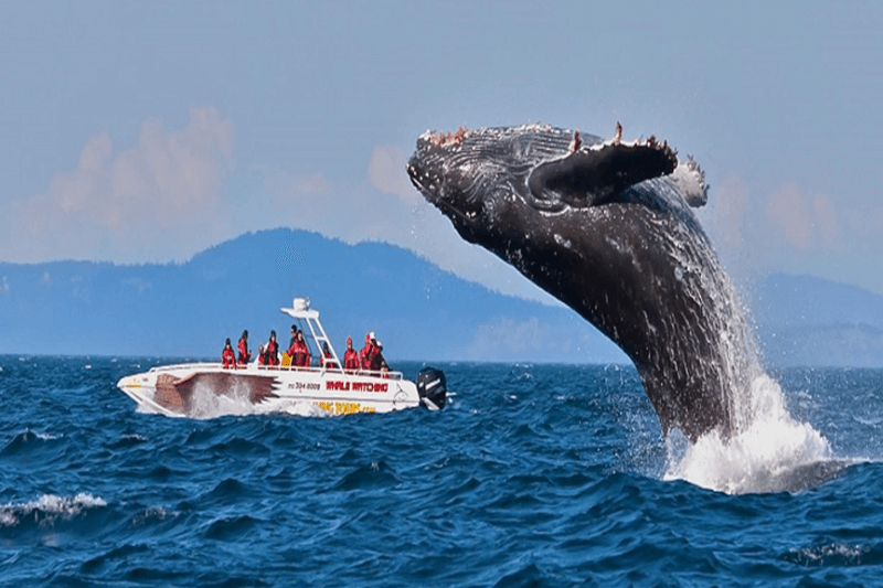 Whale Watching  Sri Lanka 