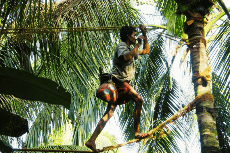 Toody Tapping in Sri Lanka