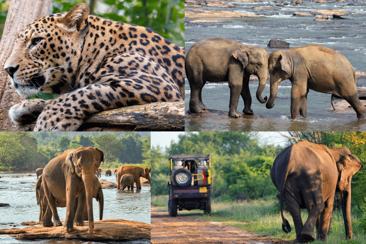 Love Nature and Wildlife? Don’t Miss These Sri Lankan Wildlife Safaris