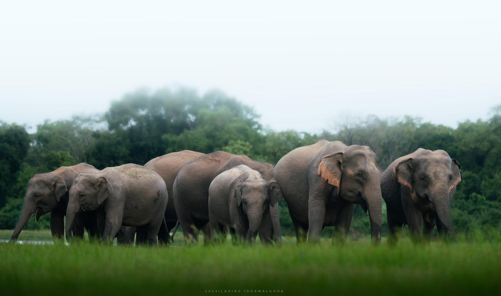 Elephants in Sri Lanka