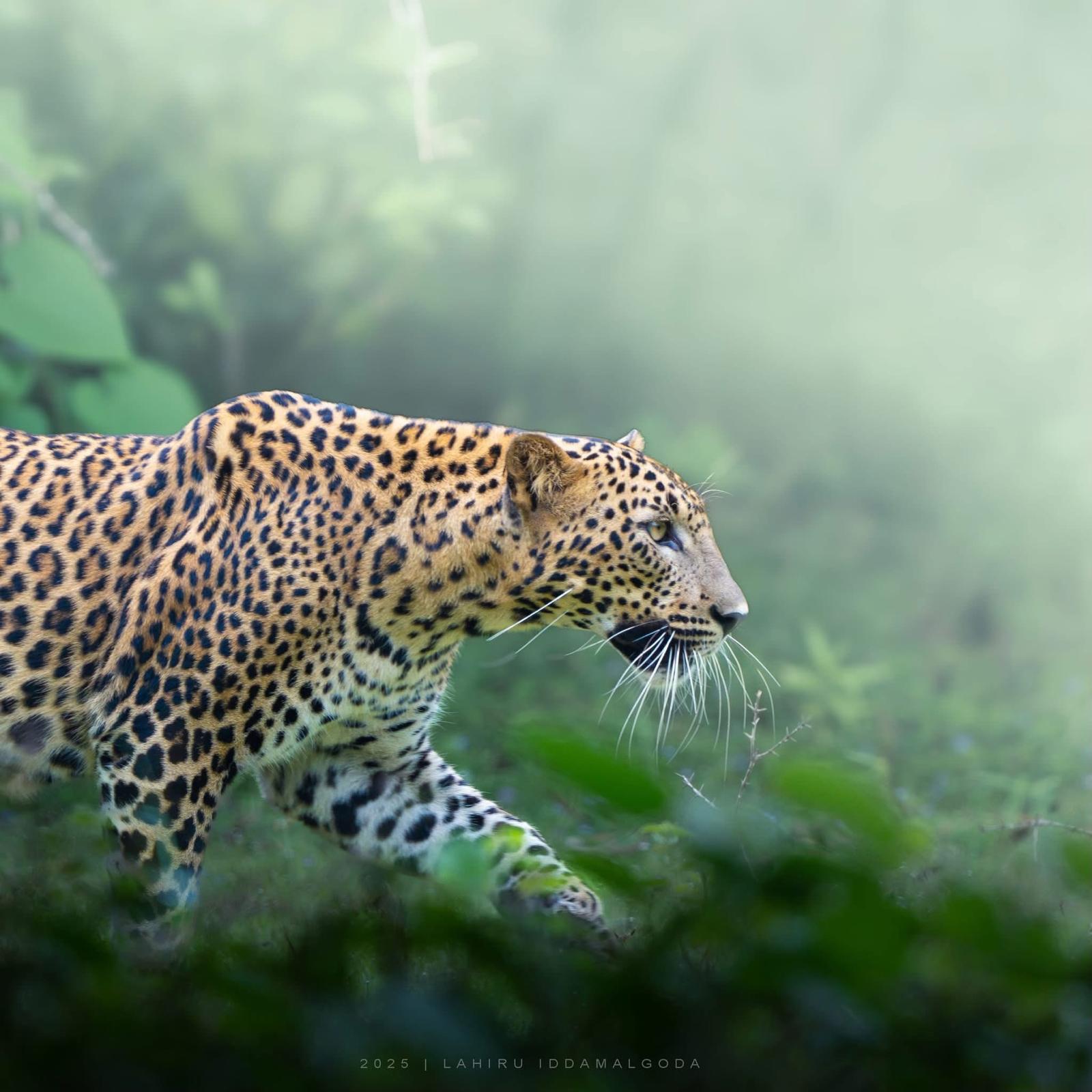 Leopard in Yala National Park